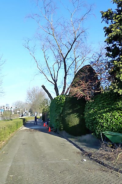 Snoeiwerk aan een boom langs een tuinpad, met de beukenhaag afgezet met pionnen