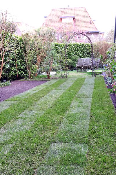Vers gelegde graszoden in een onderhouden achtertuin met rozenboog